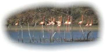 flamingo.jpg (96112 Byte)